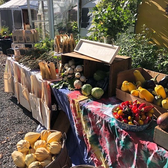 Cornerstone Organics hosted their second annual Fall Harvest Market this weekend and it was truly magical!🌻
...
Thanks to everyone who came out to celebrate the local bounty + harvest (and glorious weather!)☀️
...
Special thanks to @cornerstoneorgan