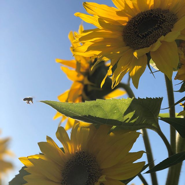 HapBEE Thanksgiving! 🍁 Bees help pollinate 1/3 of our food supply, including delicious pumpkins for pumpkin pies and some of your favourite harvest dishes!🌻
...
We&rsquo;re truly thankful to keep precious honeybees and produce local Unpasteurized &