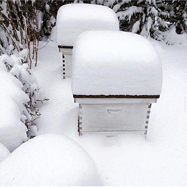 What happens to our honeybees in the winter? 🌬🐝🐝🐝 ❄️ As the weather becomes colder, the honeybees gather in a central area of the hive and form a &ldquo;winter cluster.&quot; A winter cluster is much like a huddle you see at a football game...exc