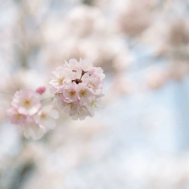 Esplanade Blossom