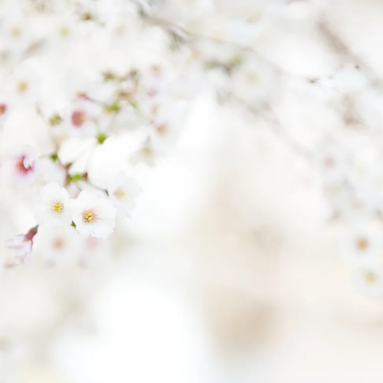 Cherry Blossom, Charles River Esplanade