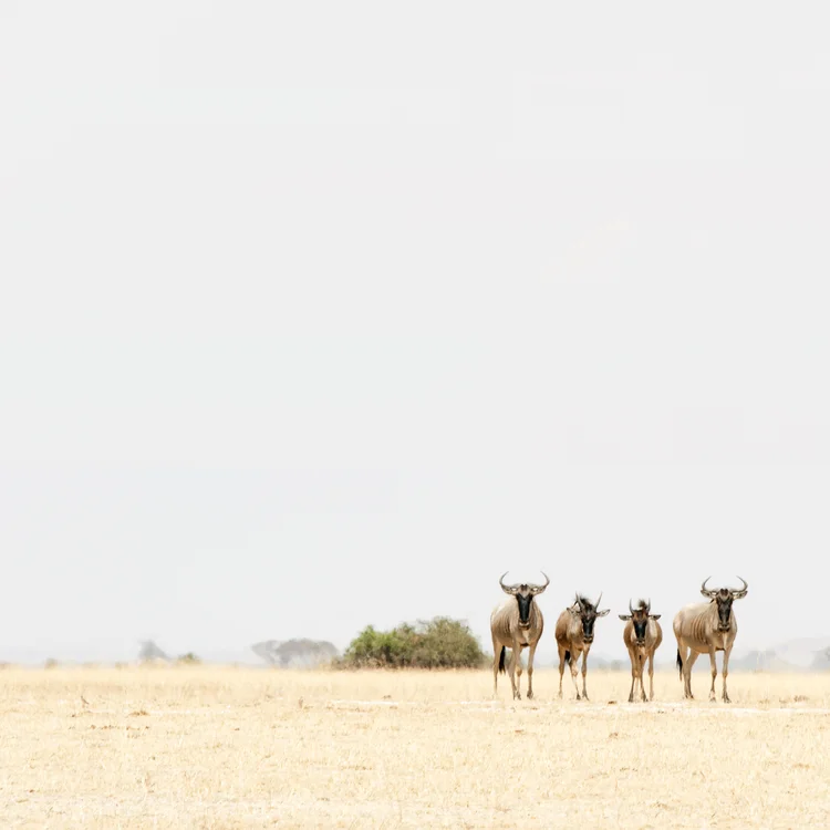 Four Wildebeest