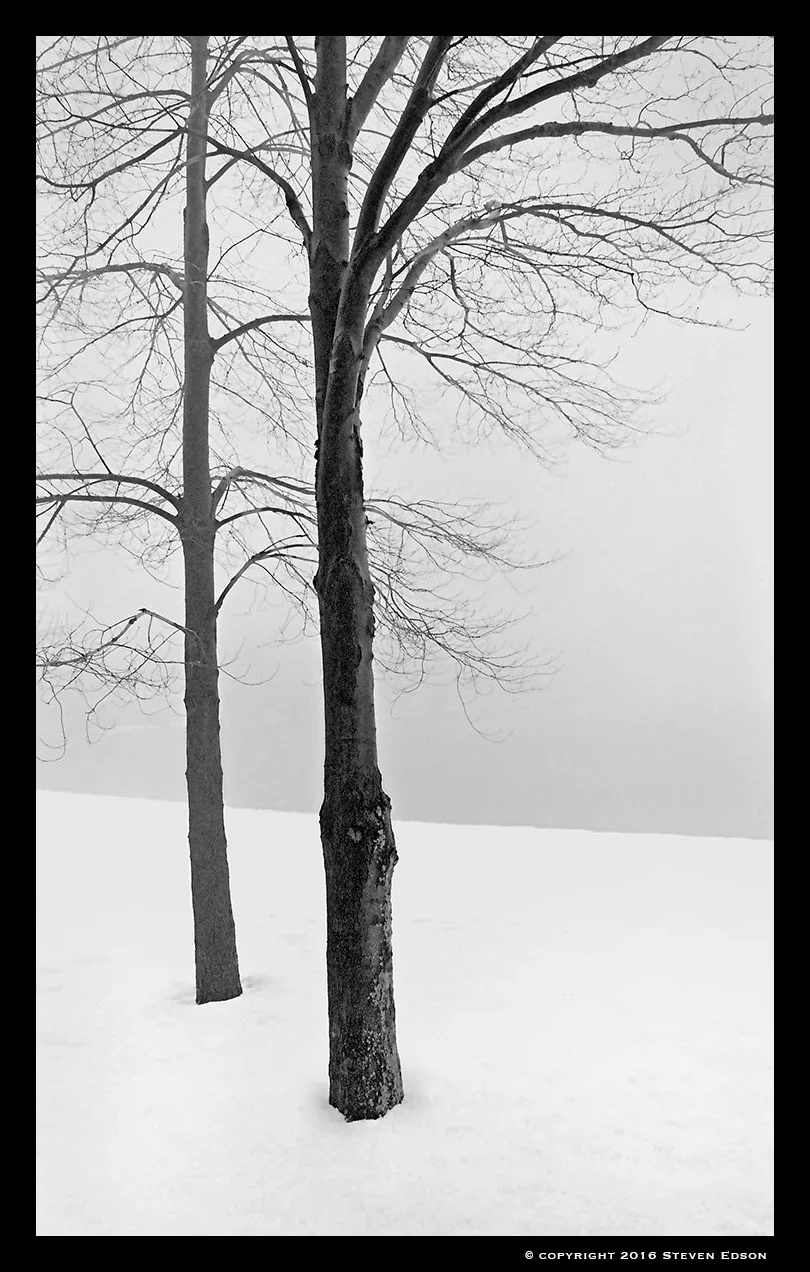 Trees in Snow B1A.jpg
