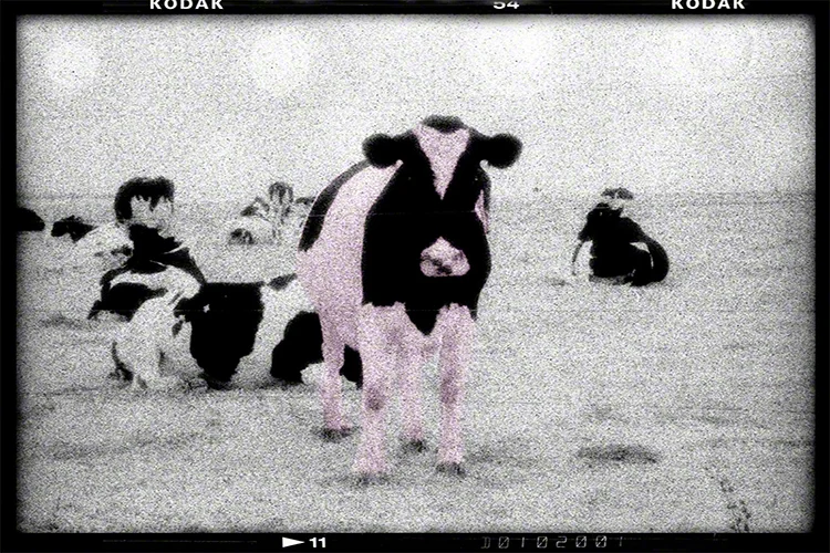 Cows