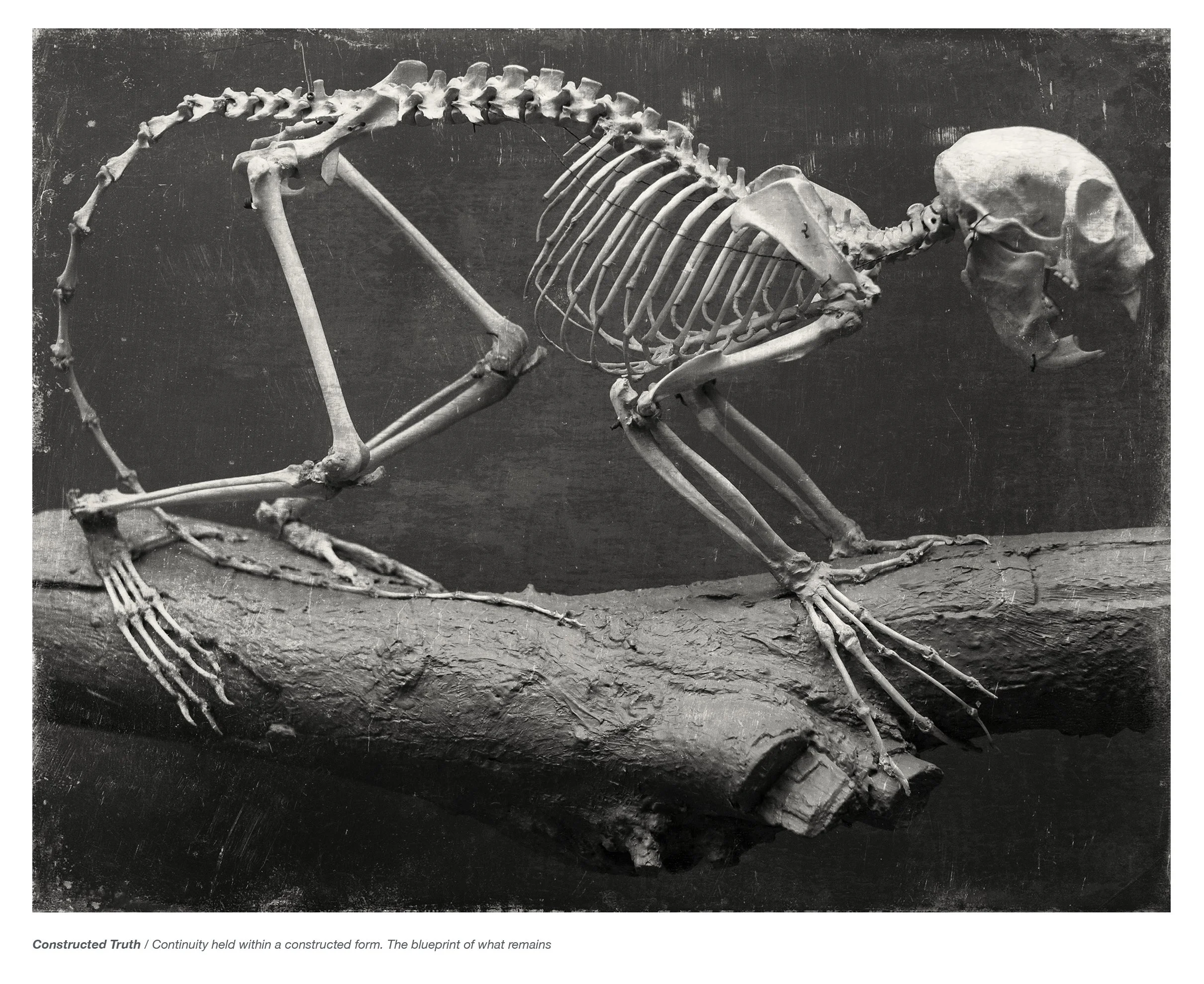 Wunderkammer P.Havlicek-20.jpg