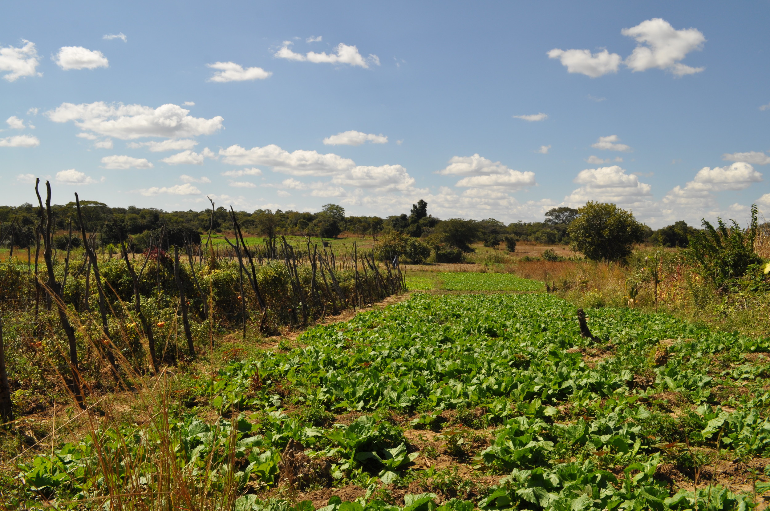 Farming is the main source of income in Kunchubwe Village.