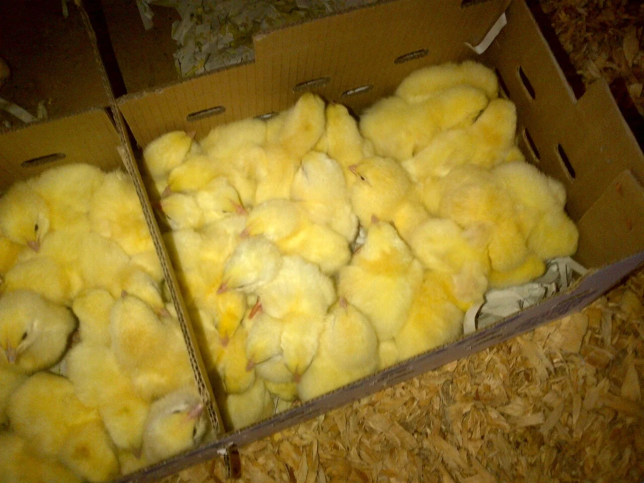 Day 1 : All 220 chicks arrive in Mid-August cute as buttons