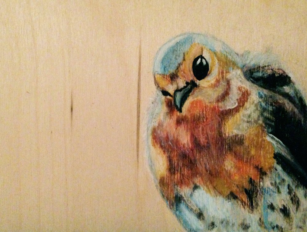 robin.jpg