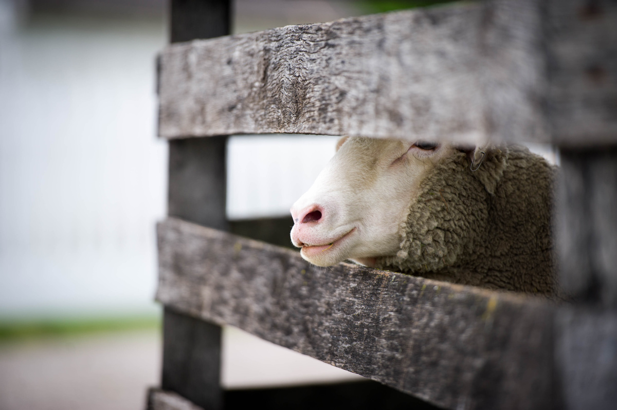  One of the locals in Greenfield Village 