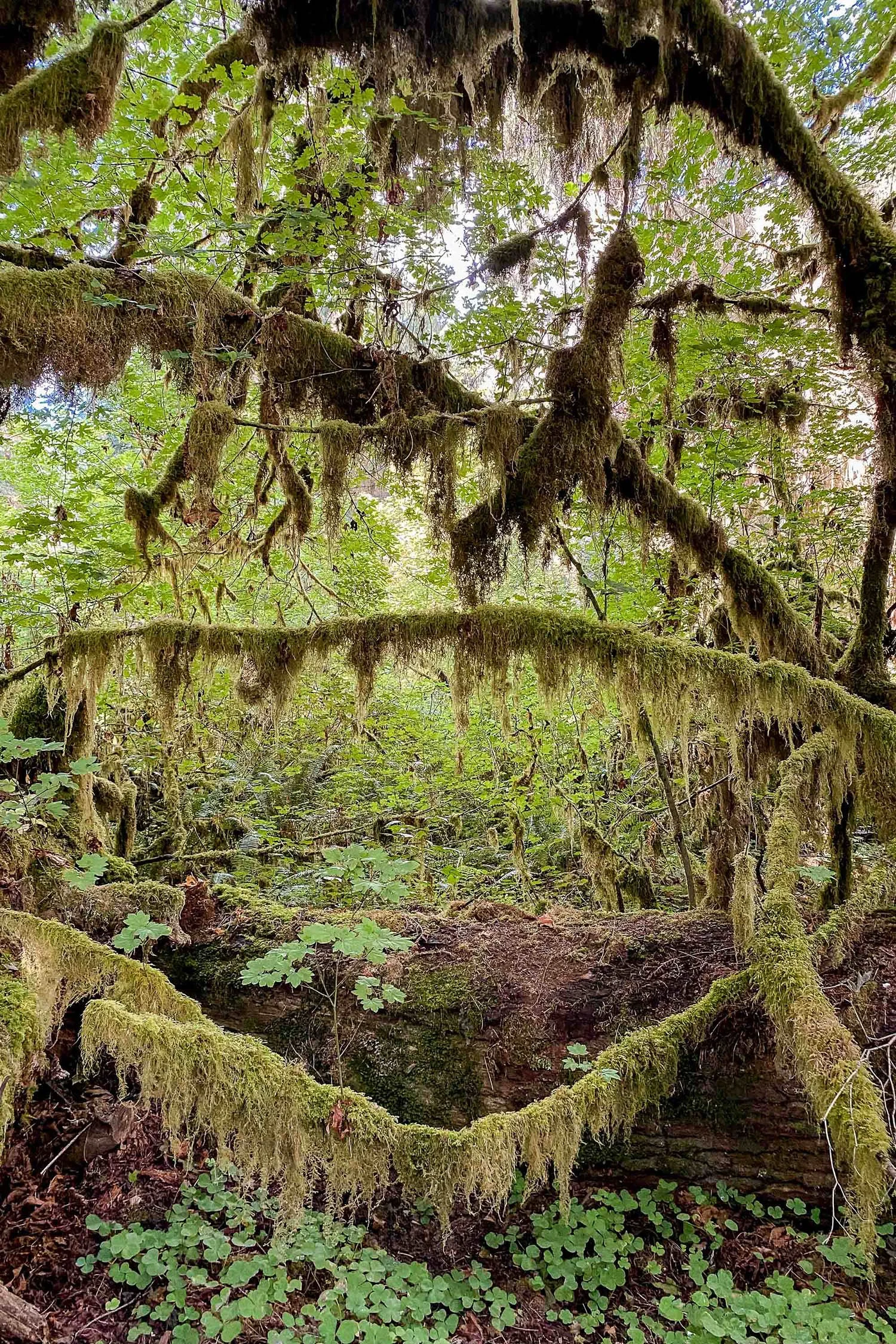 Flora and fauna of Hoh Rain Forest, Olympic National Park | Cotton Cashmere Cat Hair