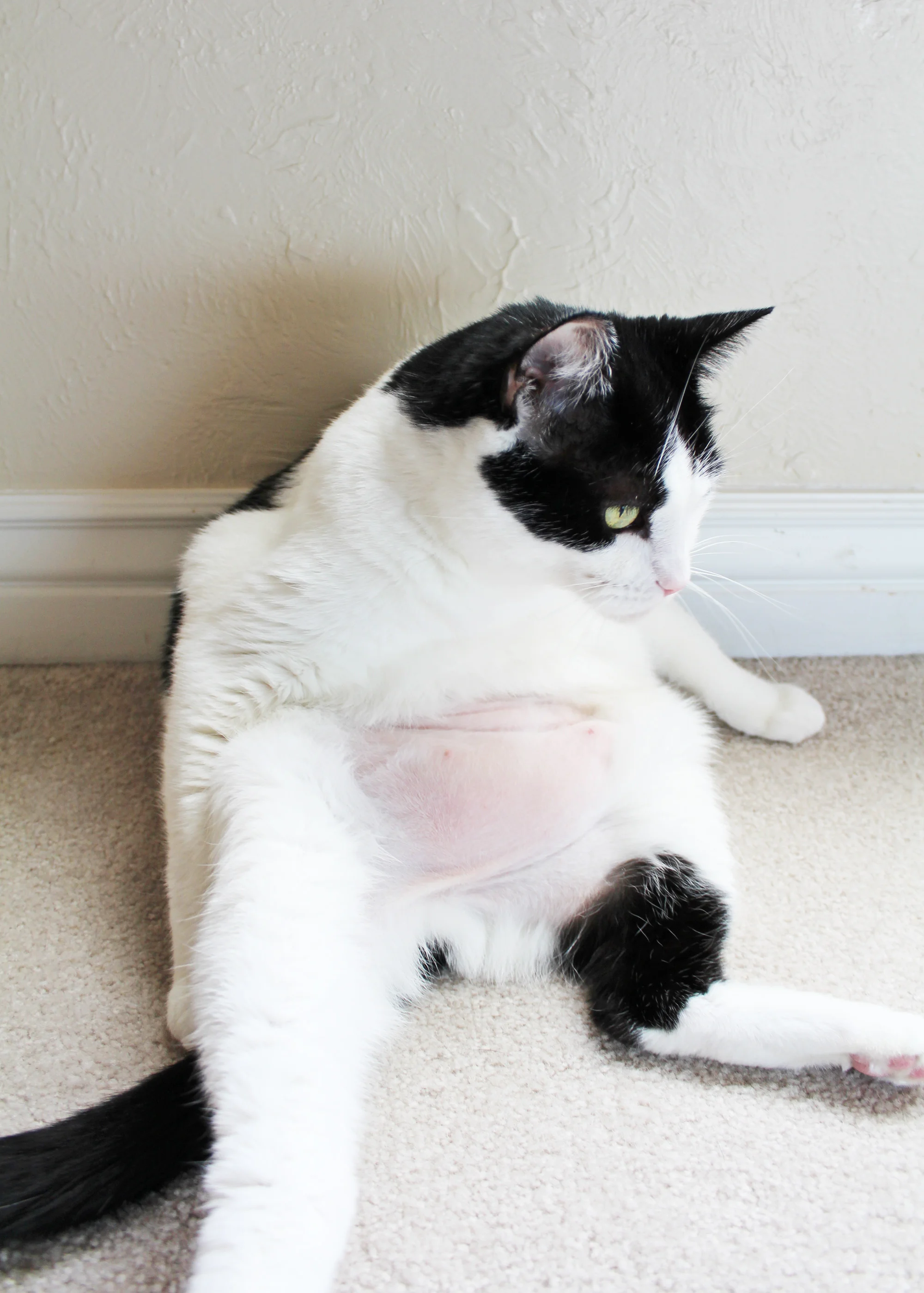 Caturday Rosie's battle with overgrooming — Cotton Cashmere Cat Hair