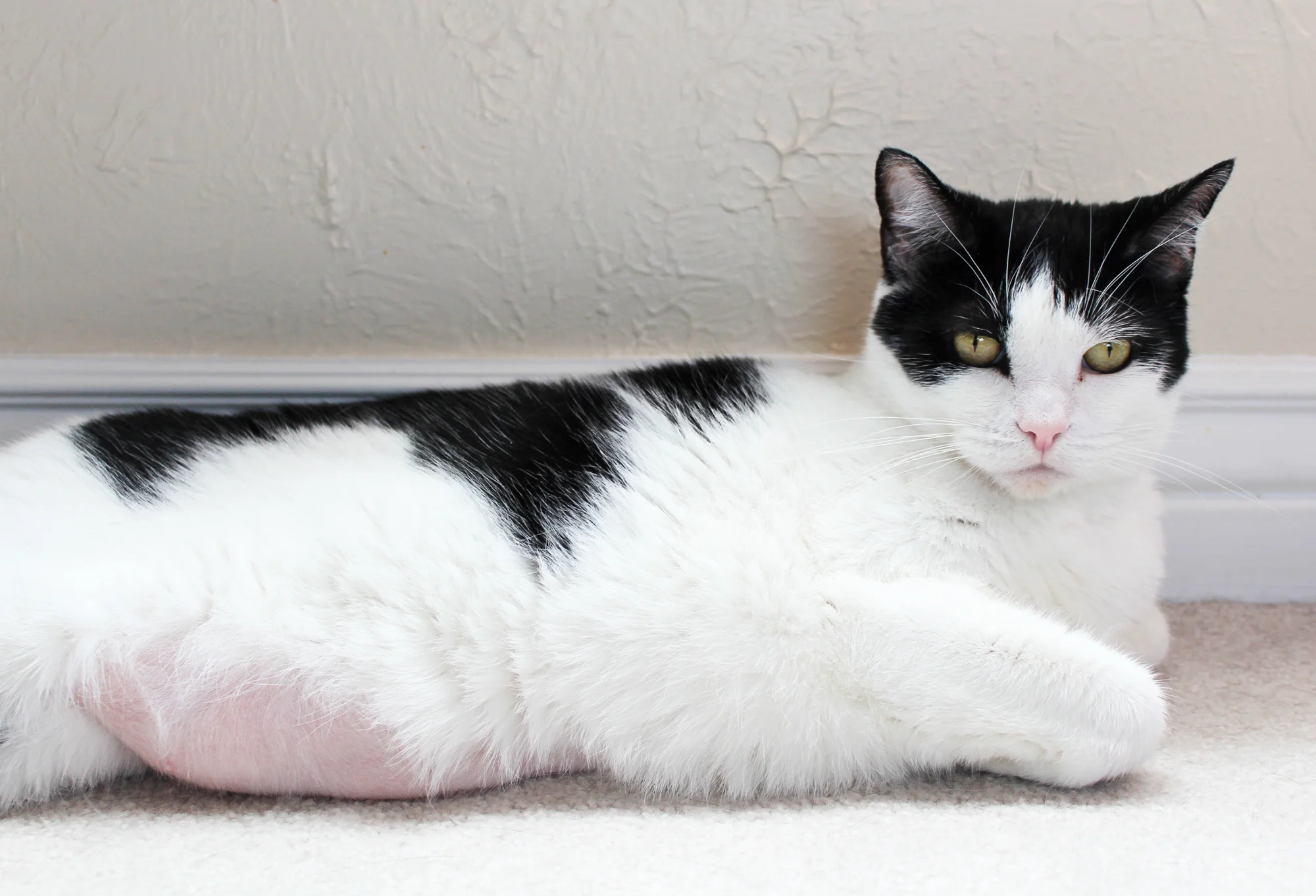 Caturday Rosie's battle with overgrooming — Cotton Cashmere Cat Hair