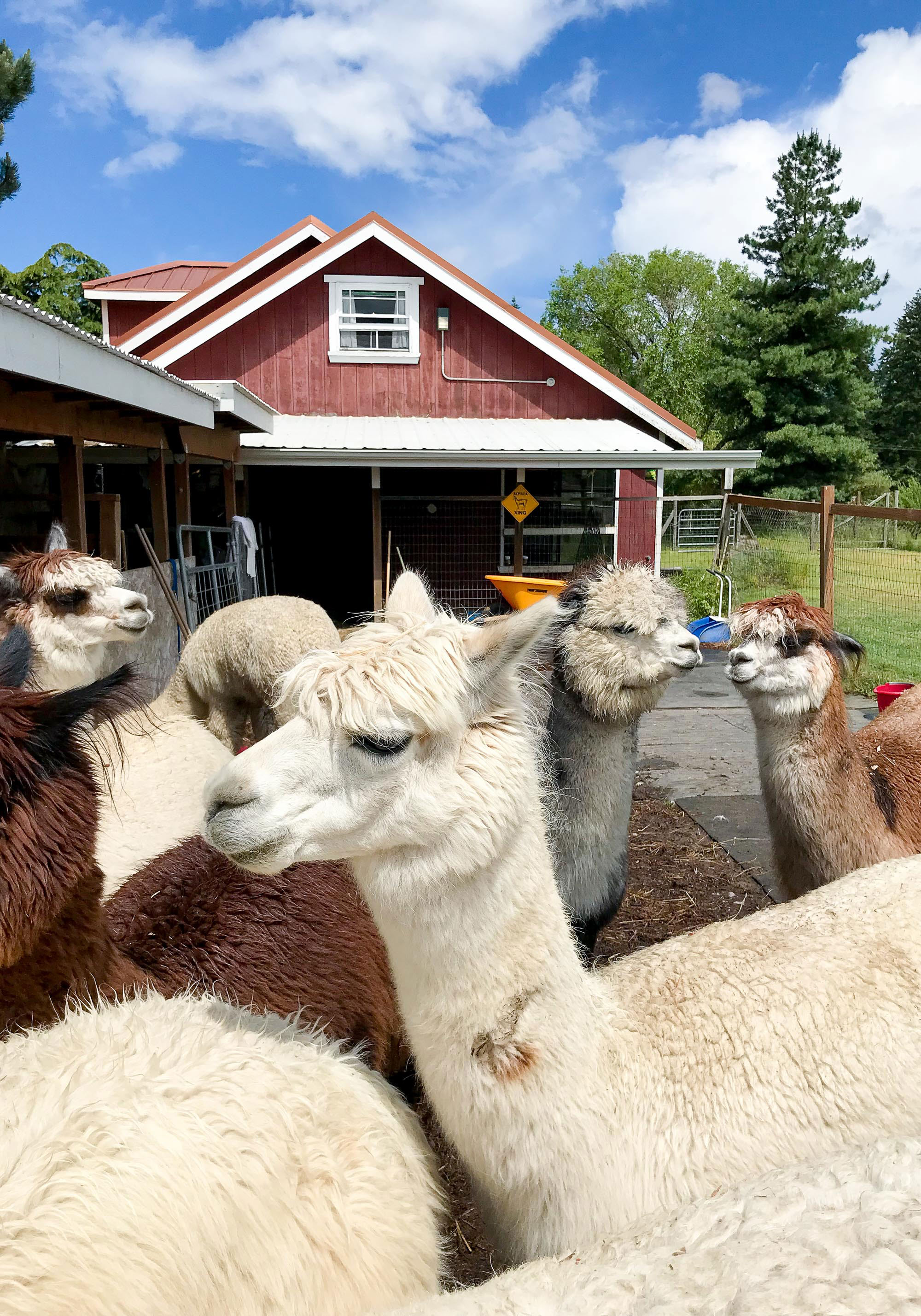 Alpacas at Happy Valley Alpaca Ranch — Cotton Cashmere Cat Hair