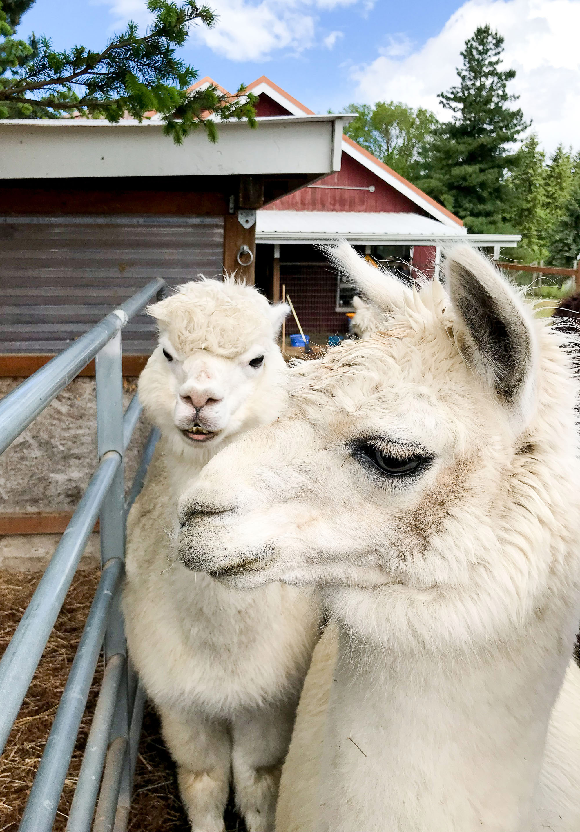 Shearing day at Happy Valley Alpaca Ranch — Cotton Cashmere Cat Hair