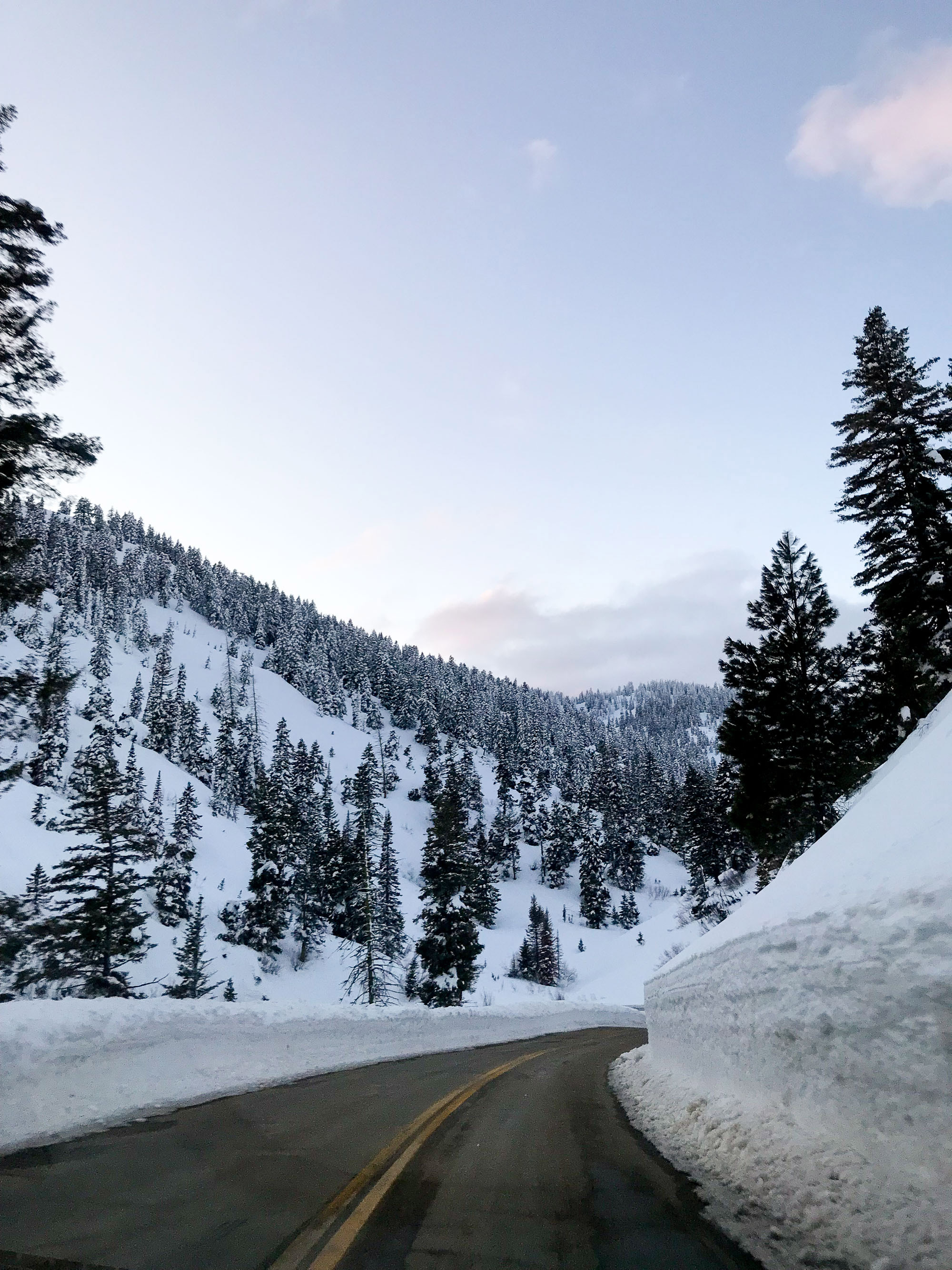 Snow-covered trees, Mores Creek Summit, Idaho City, Idaho — Cotton Cashmere Cat Hair