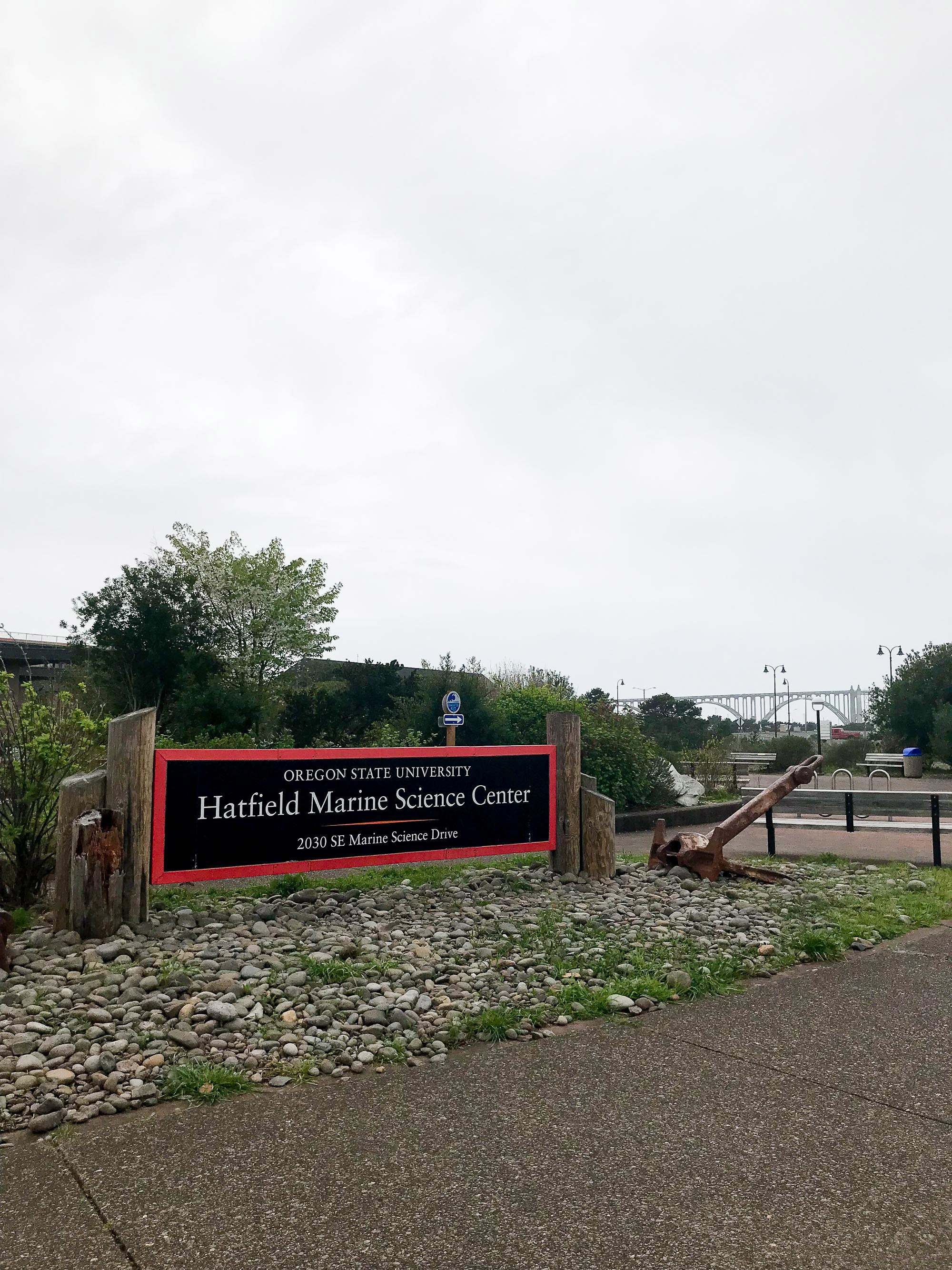 OSU Hatfield Marine Science Center — Cotton Cashmere Cat Hair