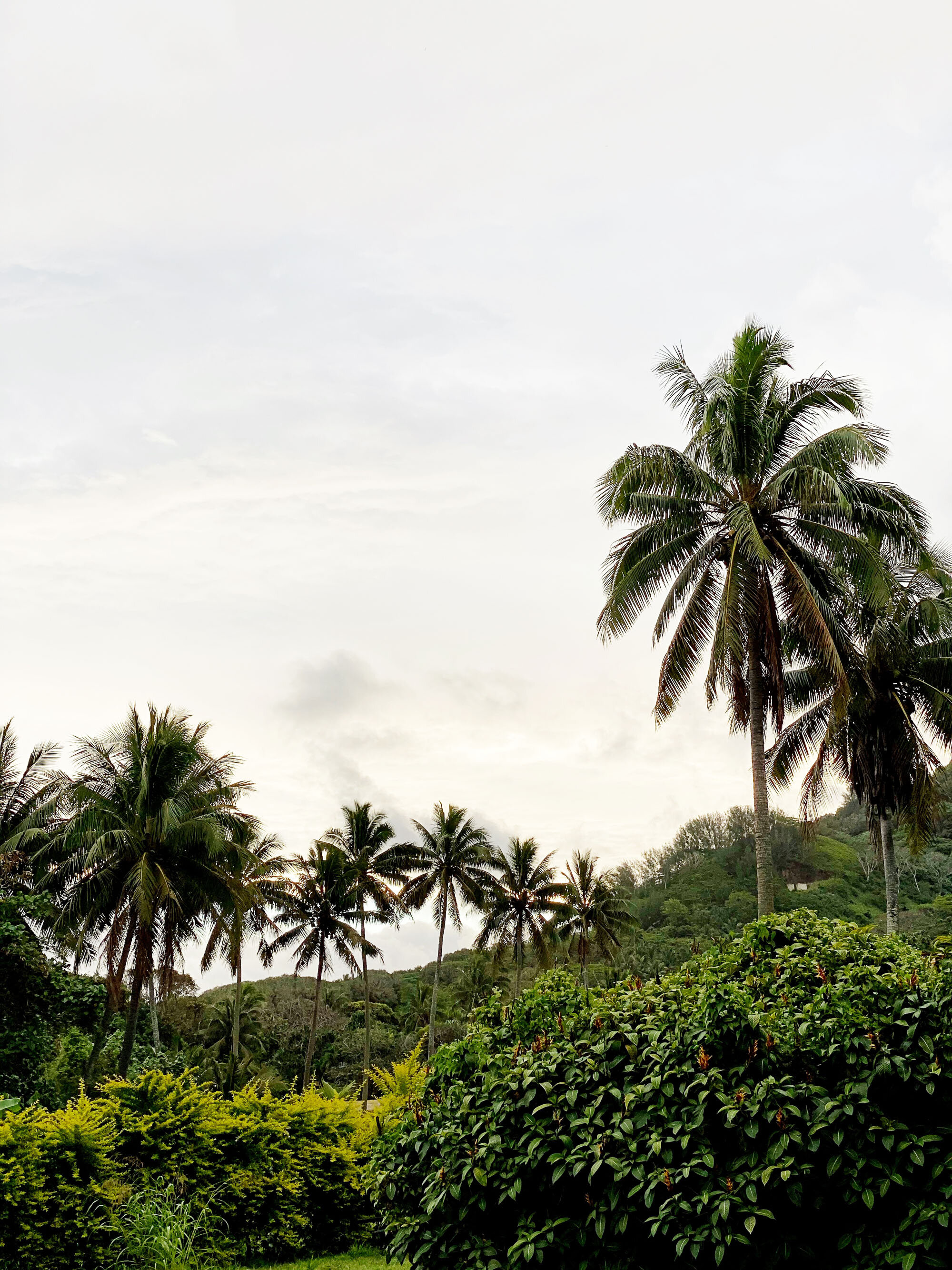 Tropical foliage on Rarotonga, Cook Islands — Cotton Cashmere Cat Hair