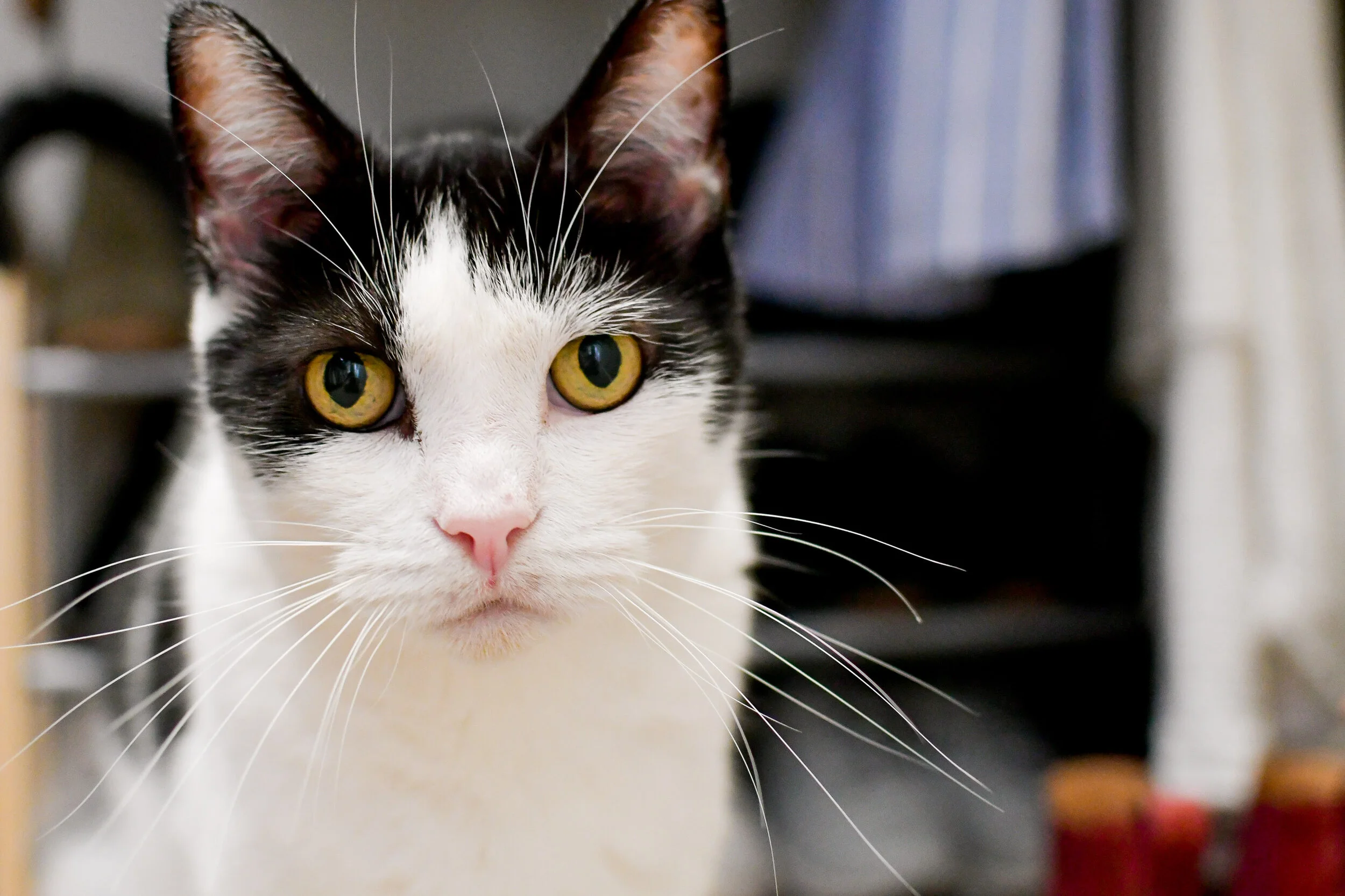 Rosie in the closet / 2020 closet inventory — Cotton Cashmere Cat Hair