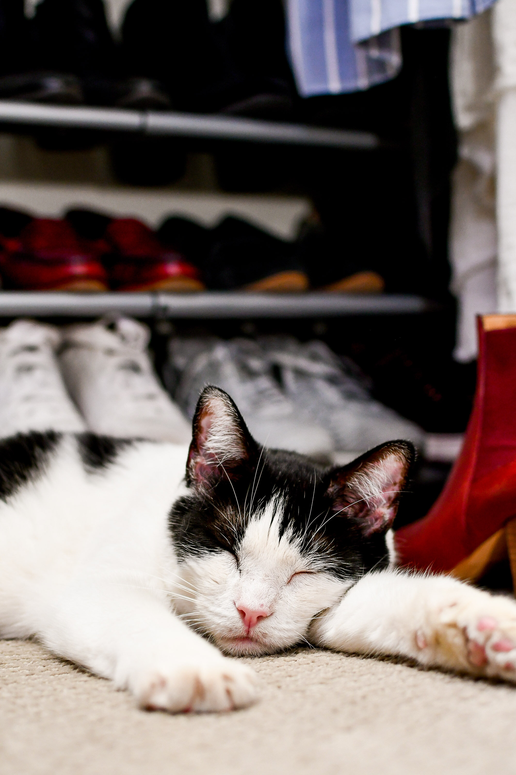 Rosie in the closet / cat + shoes / 2020 closet inventory — Cotton Cashmere Cat Hair