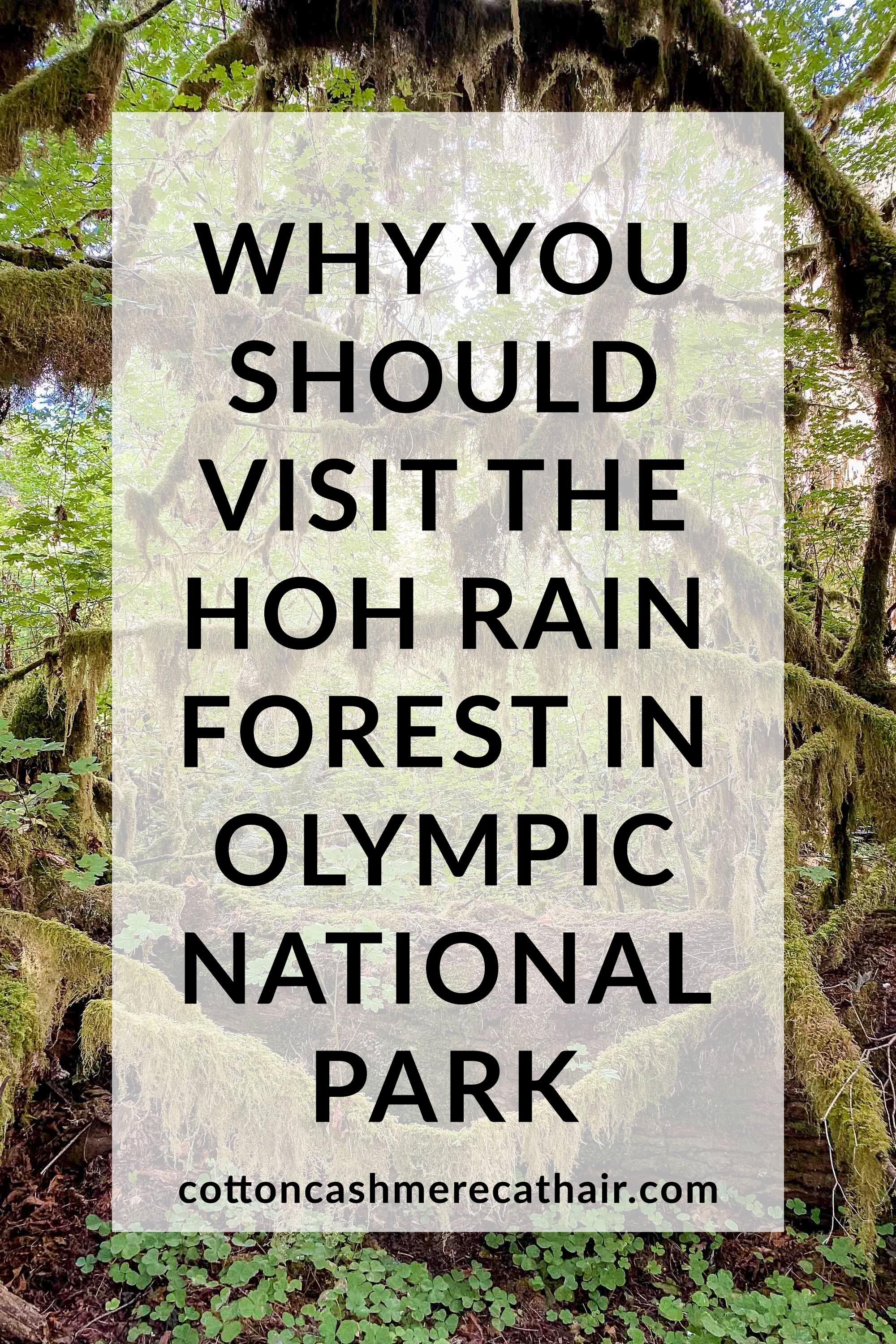 Why you should visit the Hoh Rain Forest