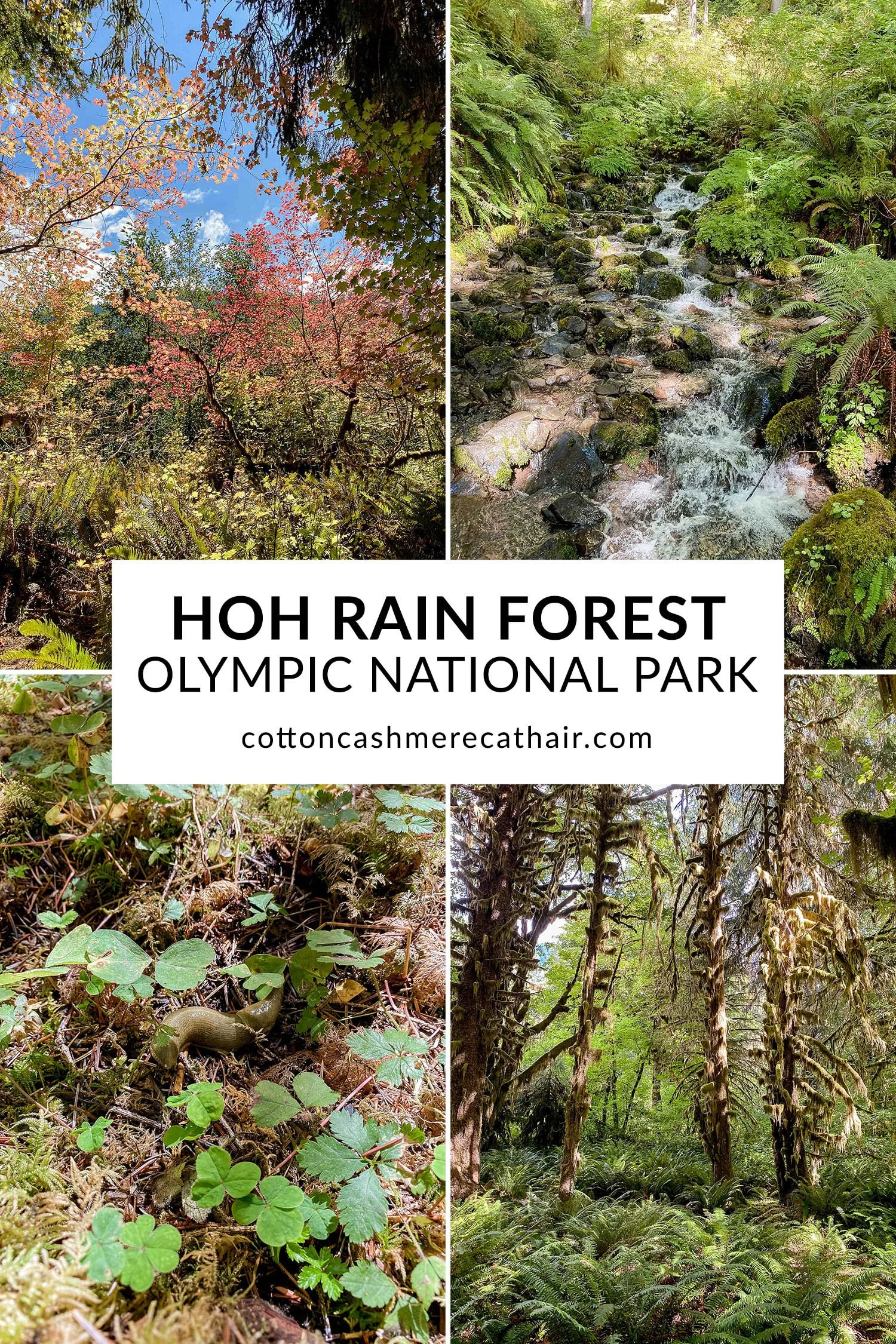 Visiting the Hoh Rain Forest in Olympic National Park