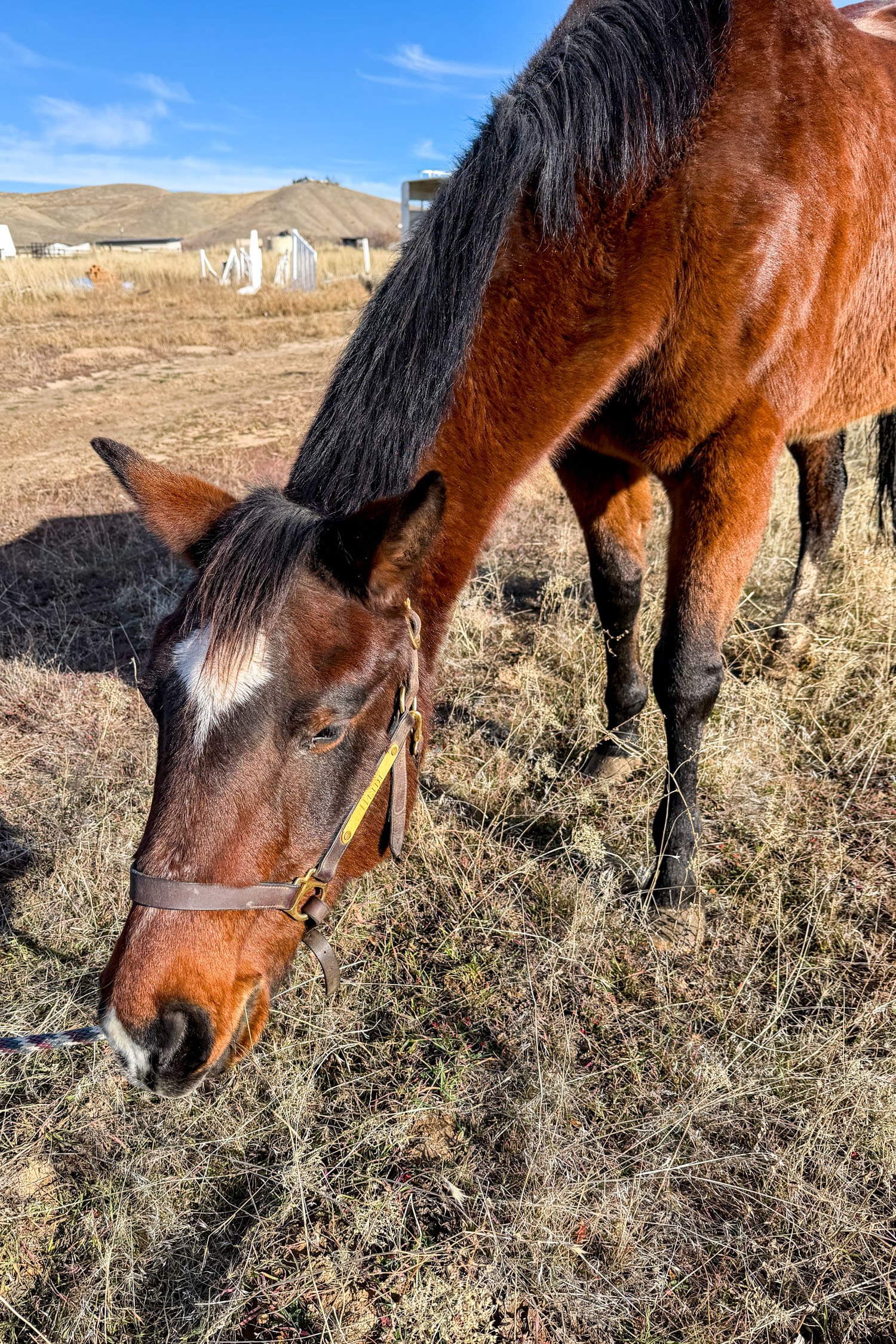 Heidi Snacking After a Lesson | Cotton Cashmere Cat Hair