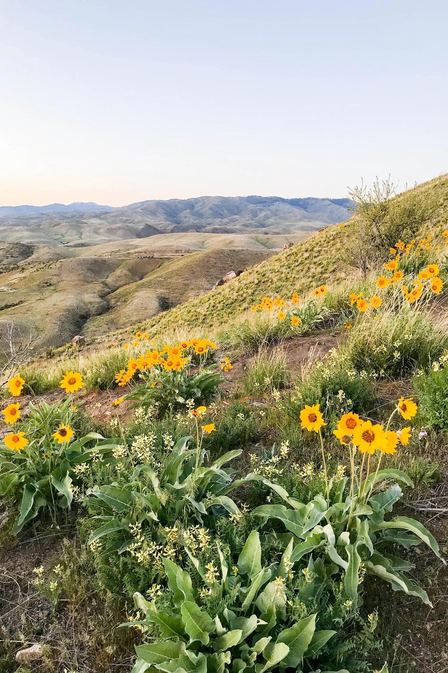 Long Weekend in Boise: Arrowroot Balsamleaf in the Boise Foothills | Cotton Cashmere Cat Hair