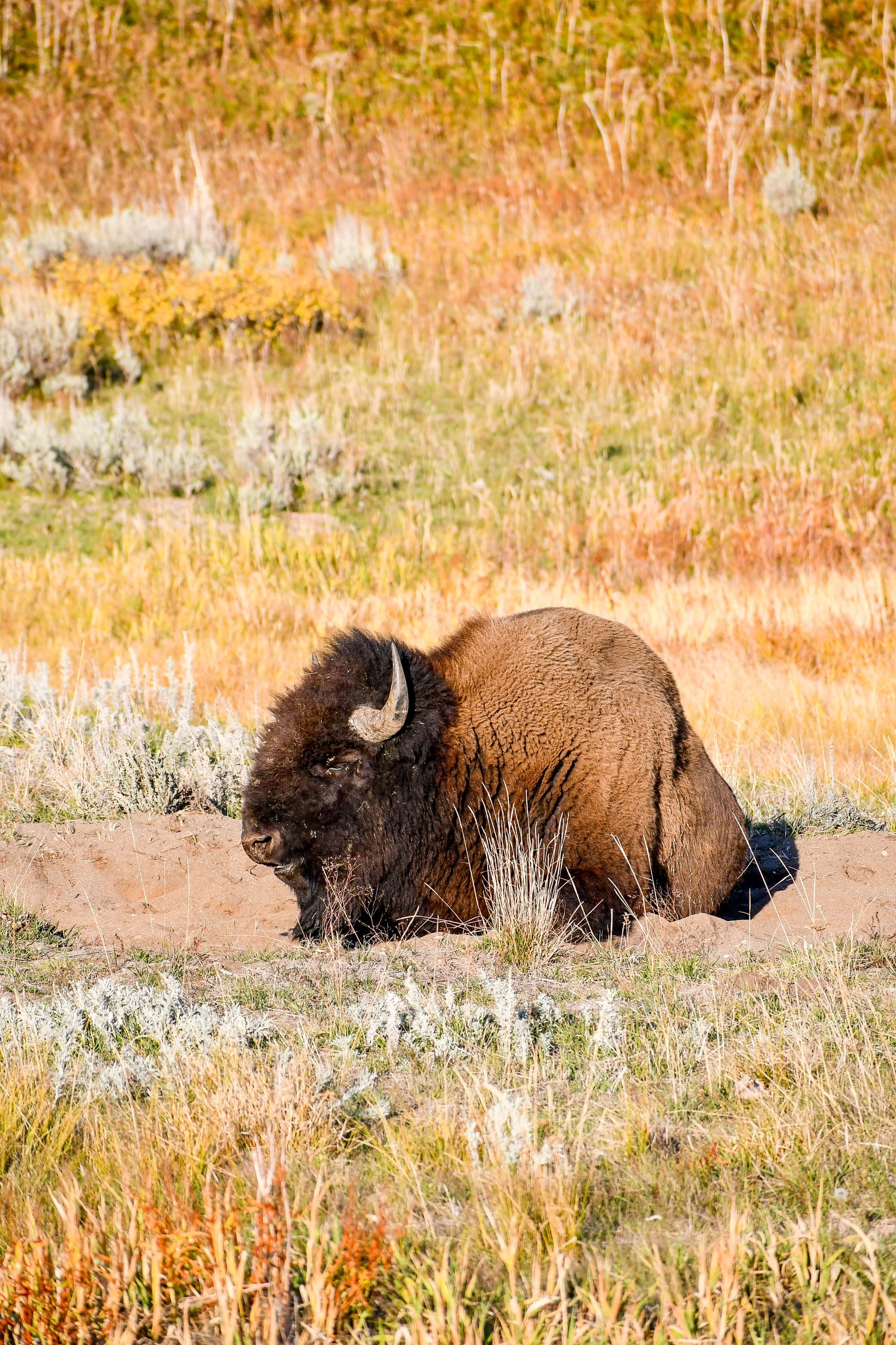 Yellowstone in September