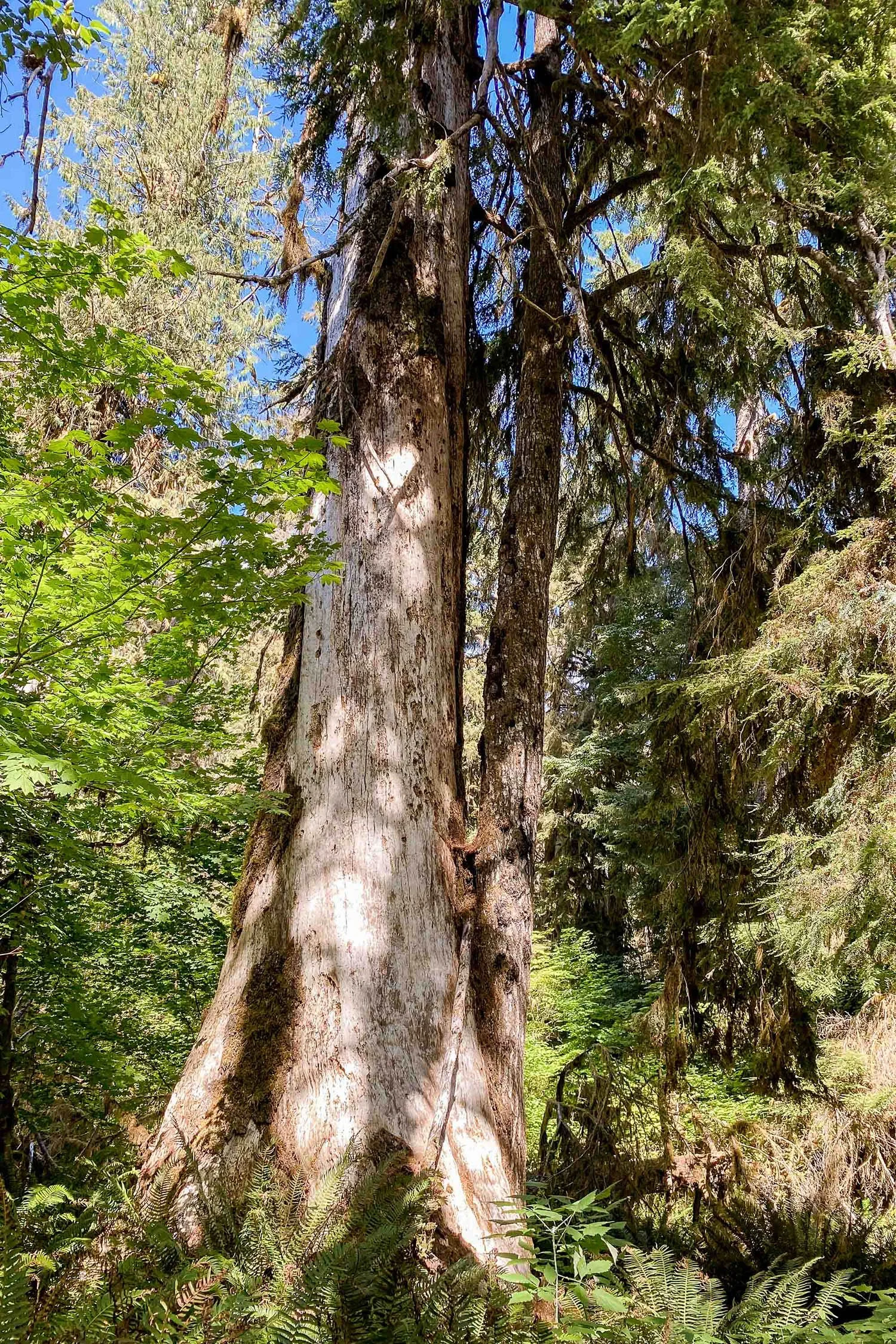 Hoh Rain Forest, Olympic National Park | Cotton Cashmere Cat Hair