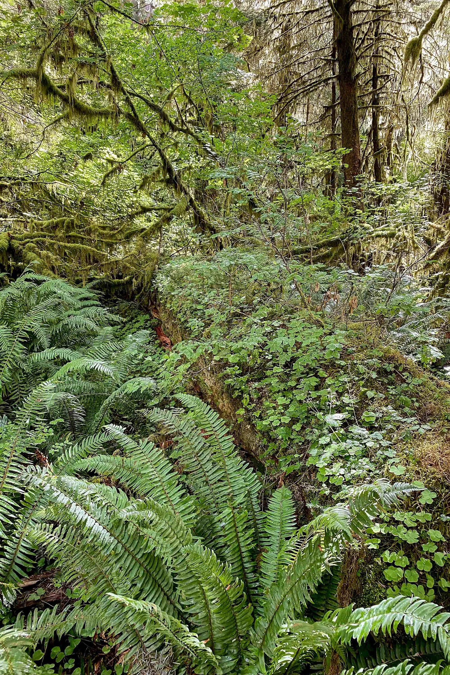 Ferns and mosses in Hoh Rain Forest, Olympic National Park | Cotton Cashmere Cat Hair
