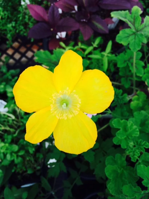 Bright Yellow makes us smile!