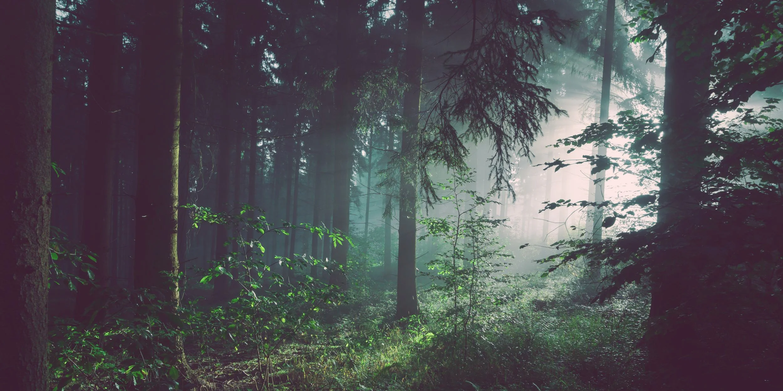 What Role Does Fear Play?