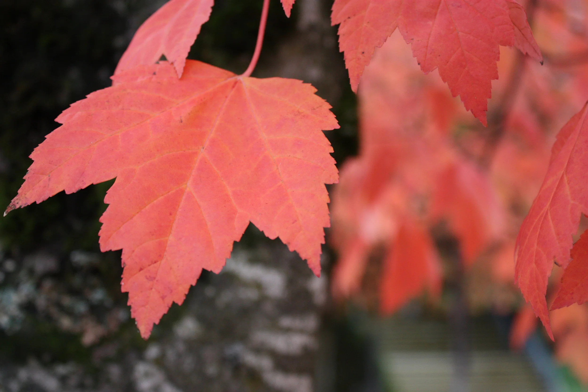 autum karin.jpg