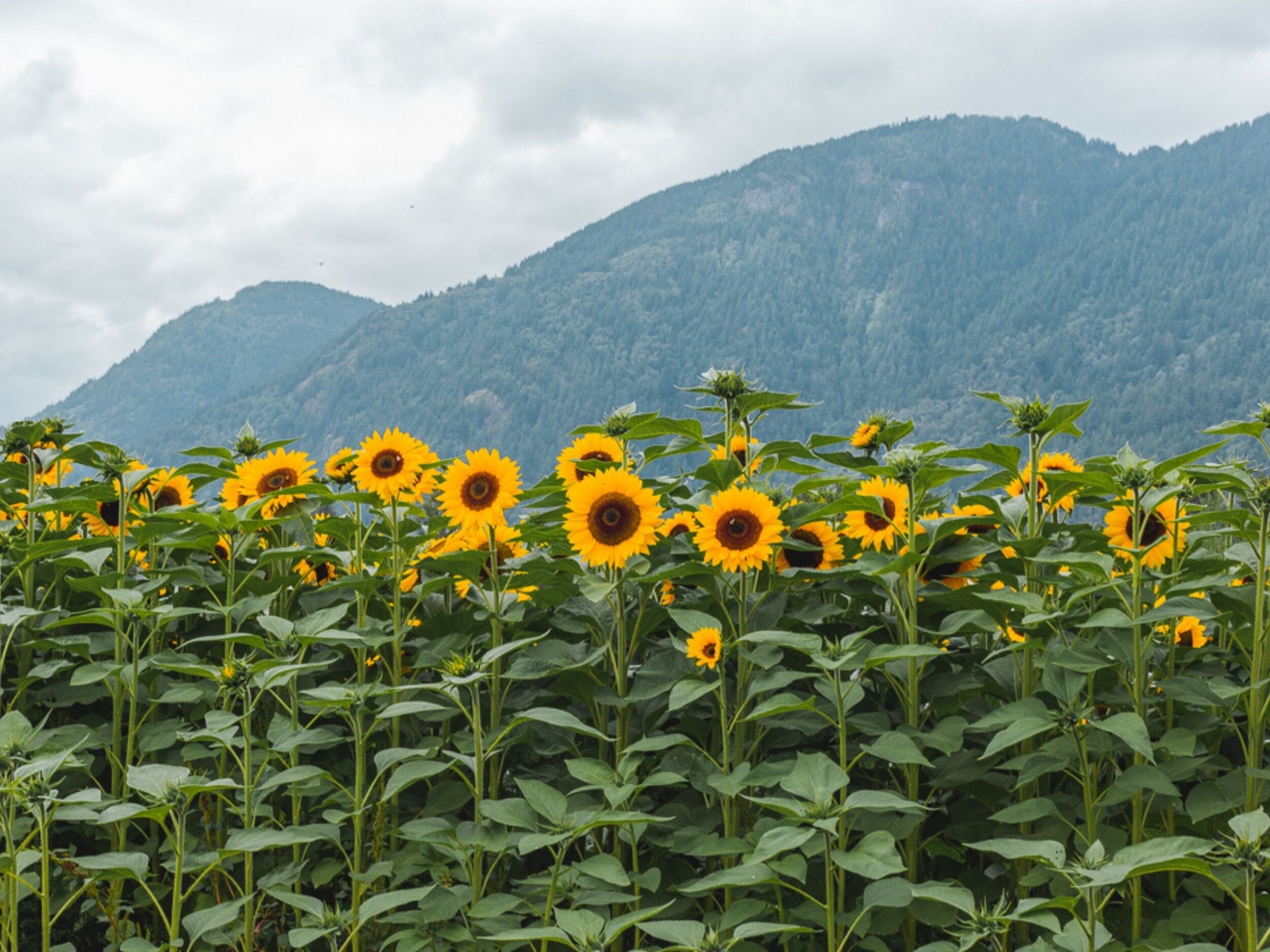 Sunflowers.jpg