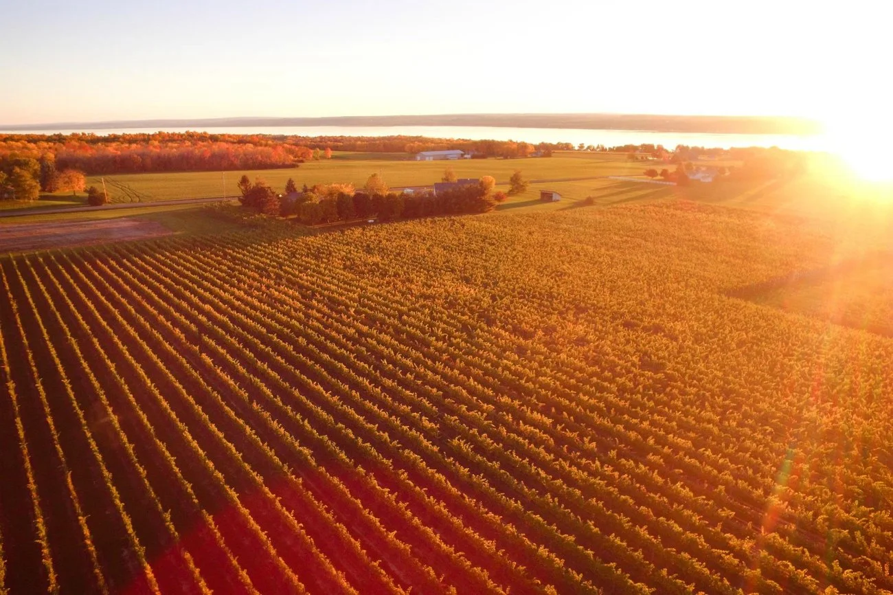 Vineyard Sunset