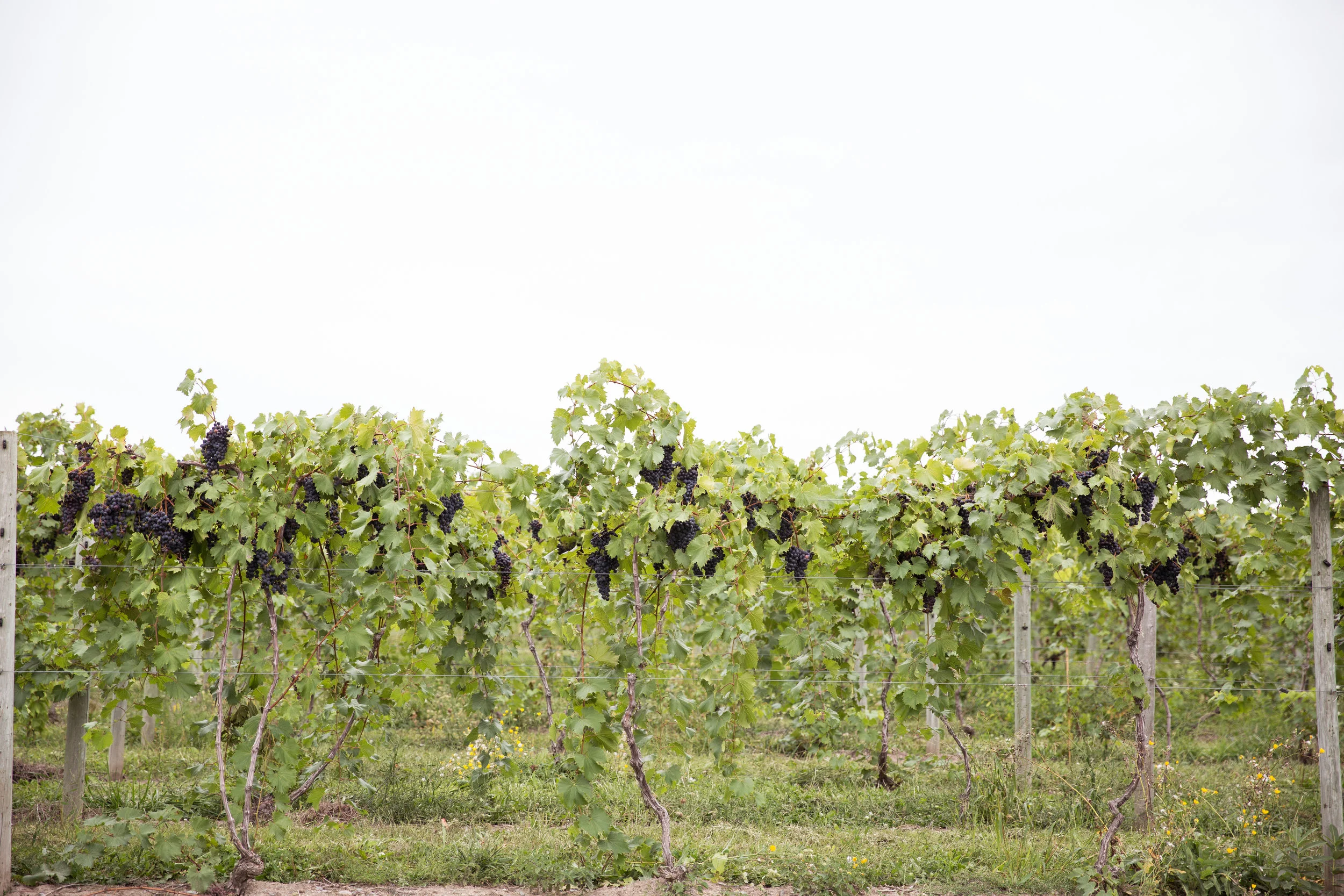 Three Brothers Vineyard