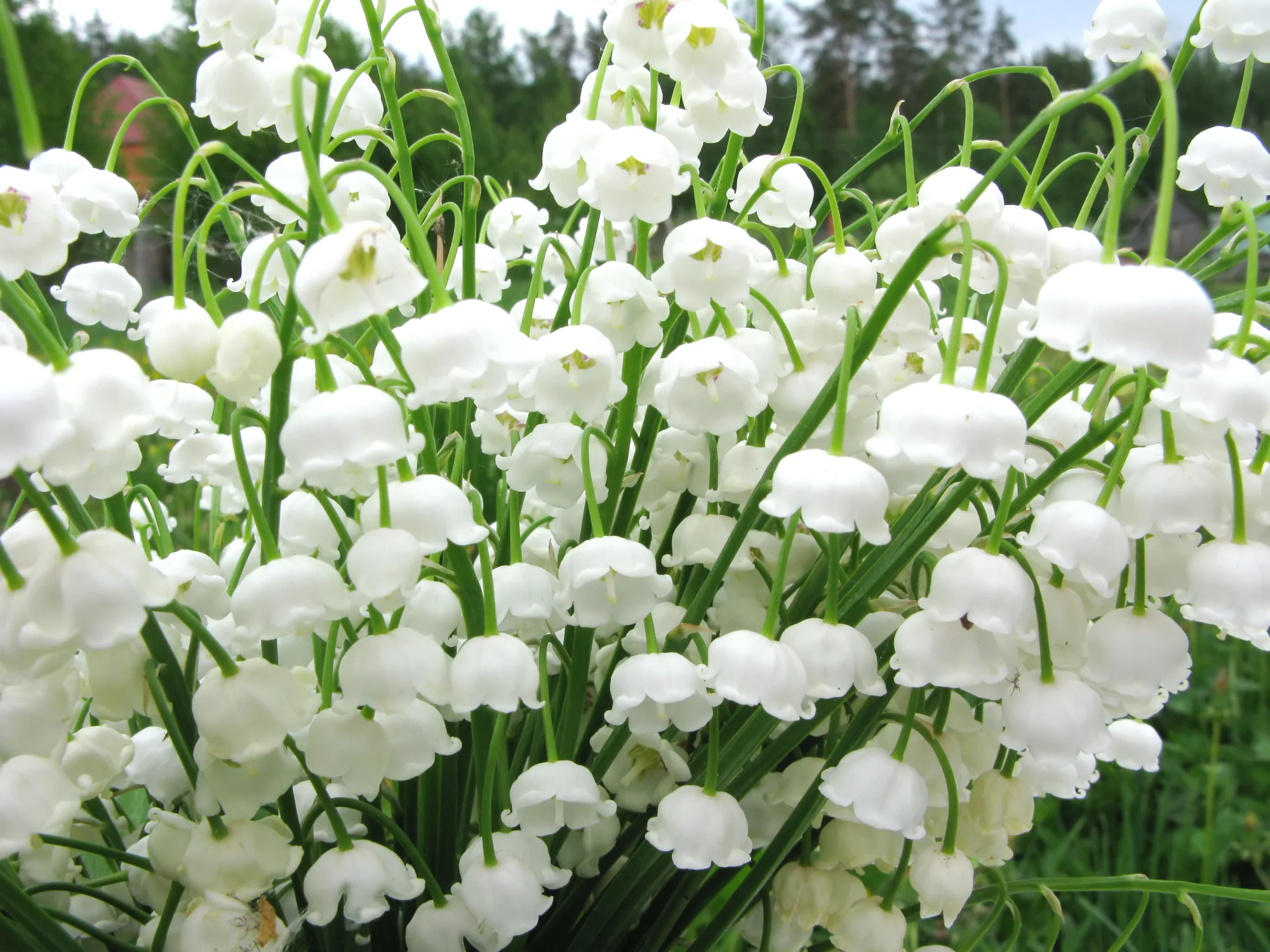 The Lily of the Valley grows wild all around here