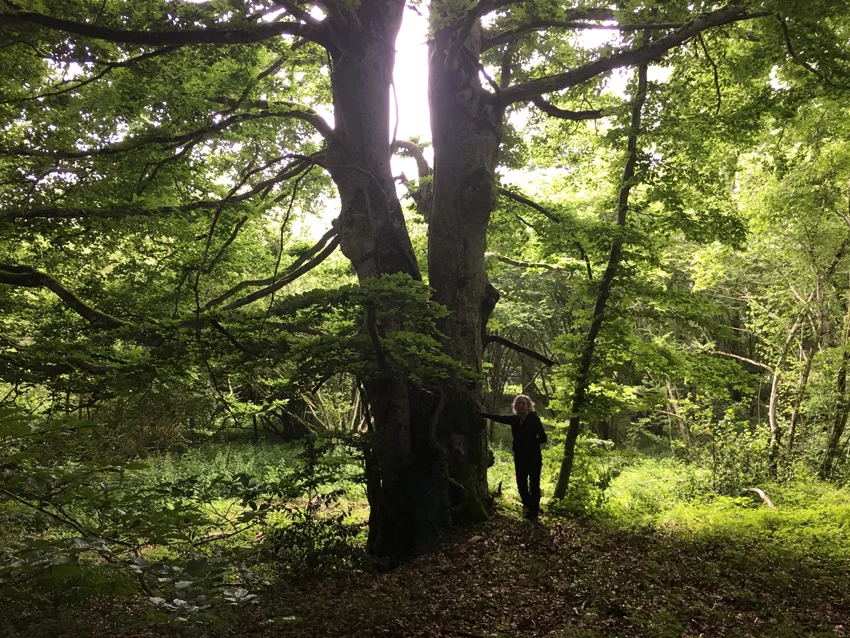RS-among-the-trees.jpg