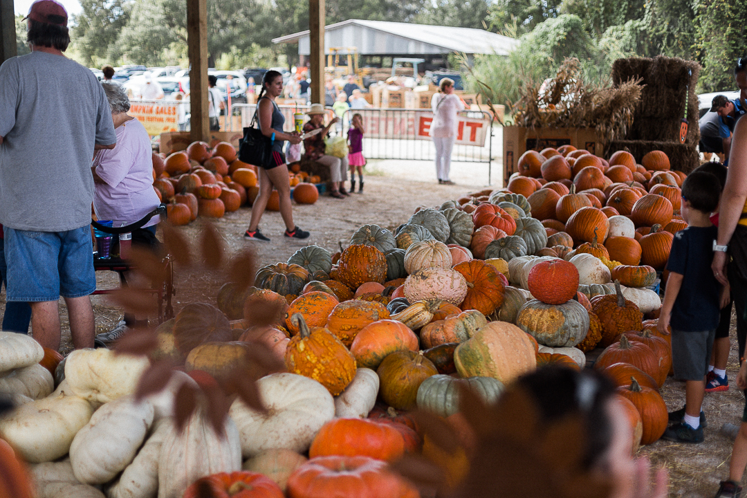 20181020_Fruitville Grove Pumpkin Festival_ © Madison Greer Photography_0199.jpg