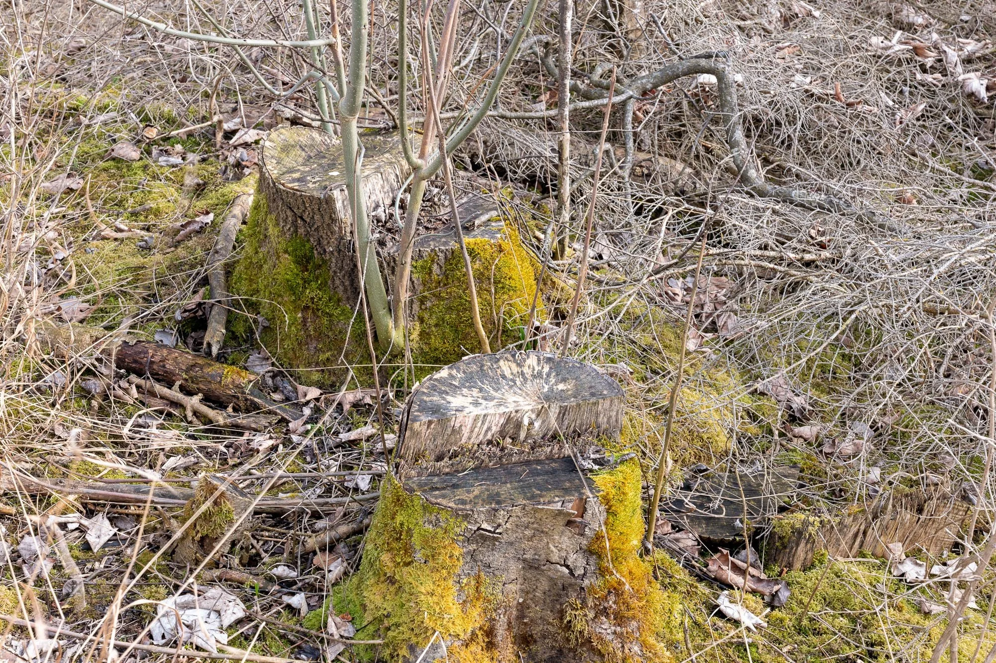 Bild034.jpg