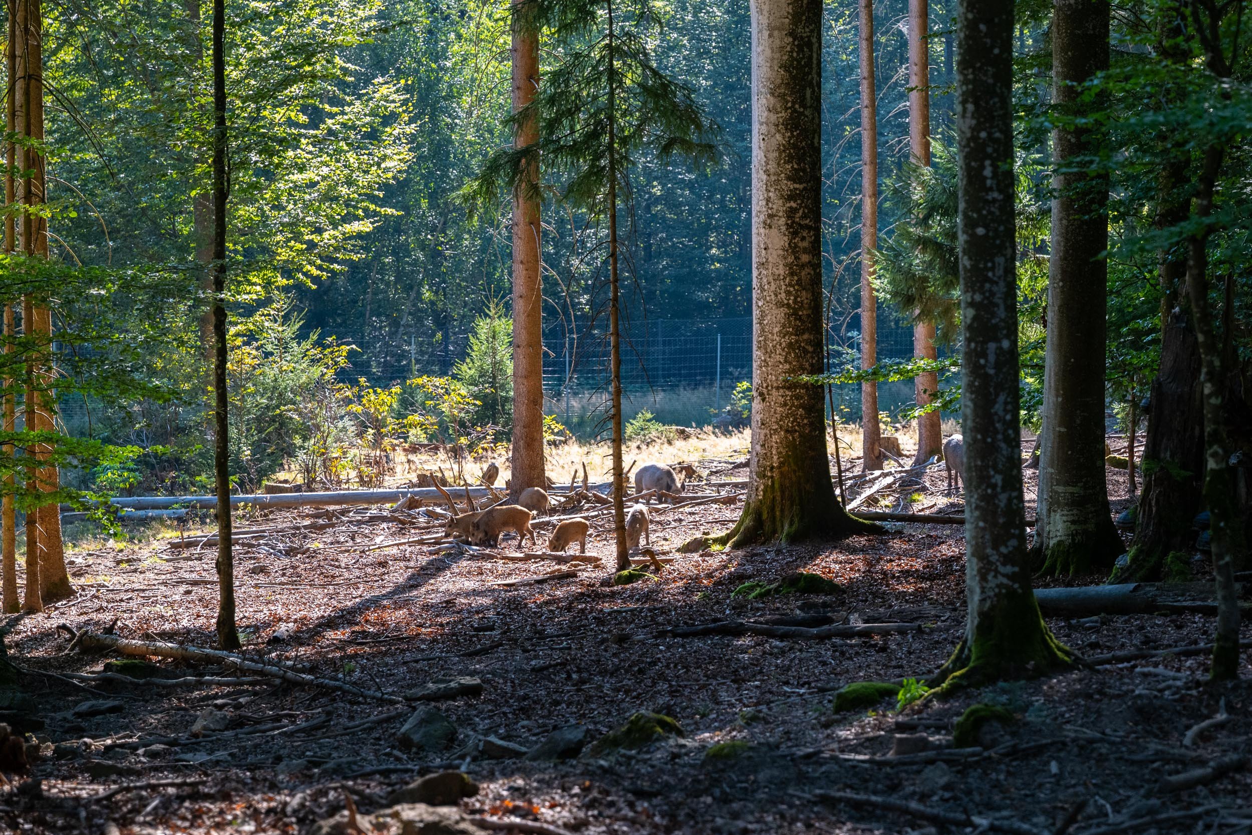 L1012544.jpg