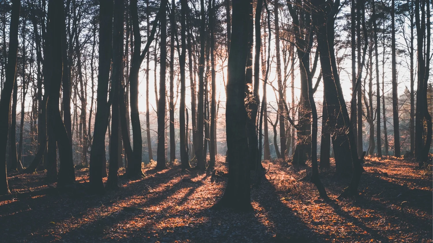 AUTUMNFORESTWALK-STS.jpg