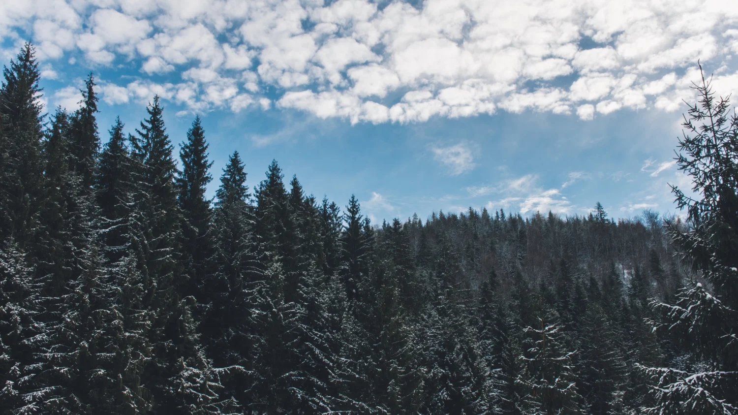 SNOWFORESTSKY-STS.jpg
