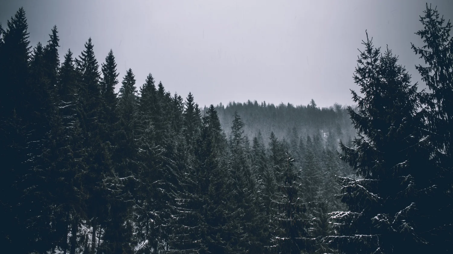 WINTERFORESTGREY-STS.jpg