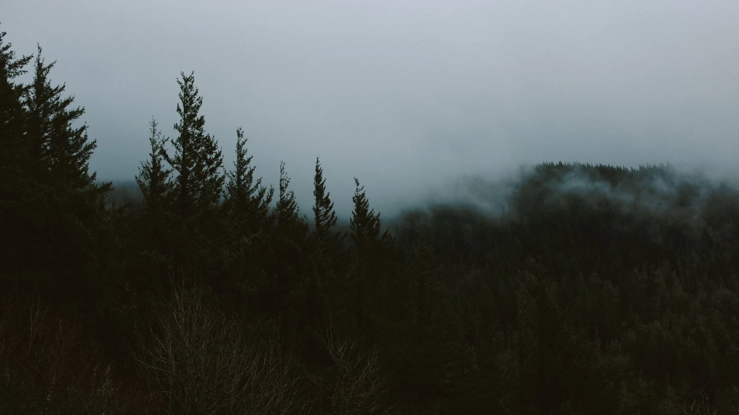 WINDSWEPTFOREST-STS.jpg