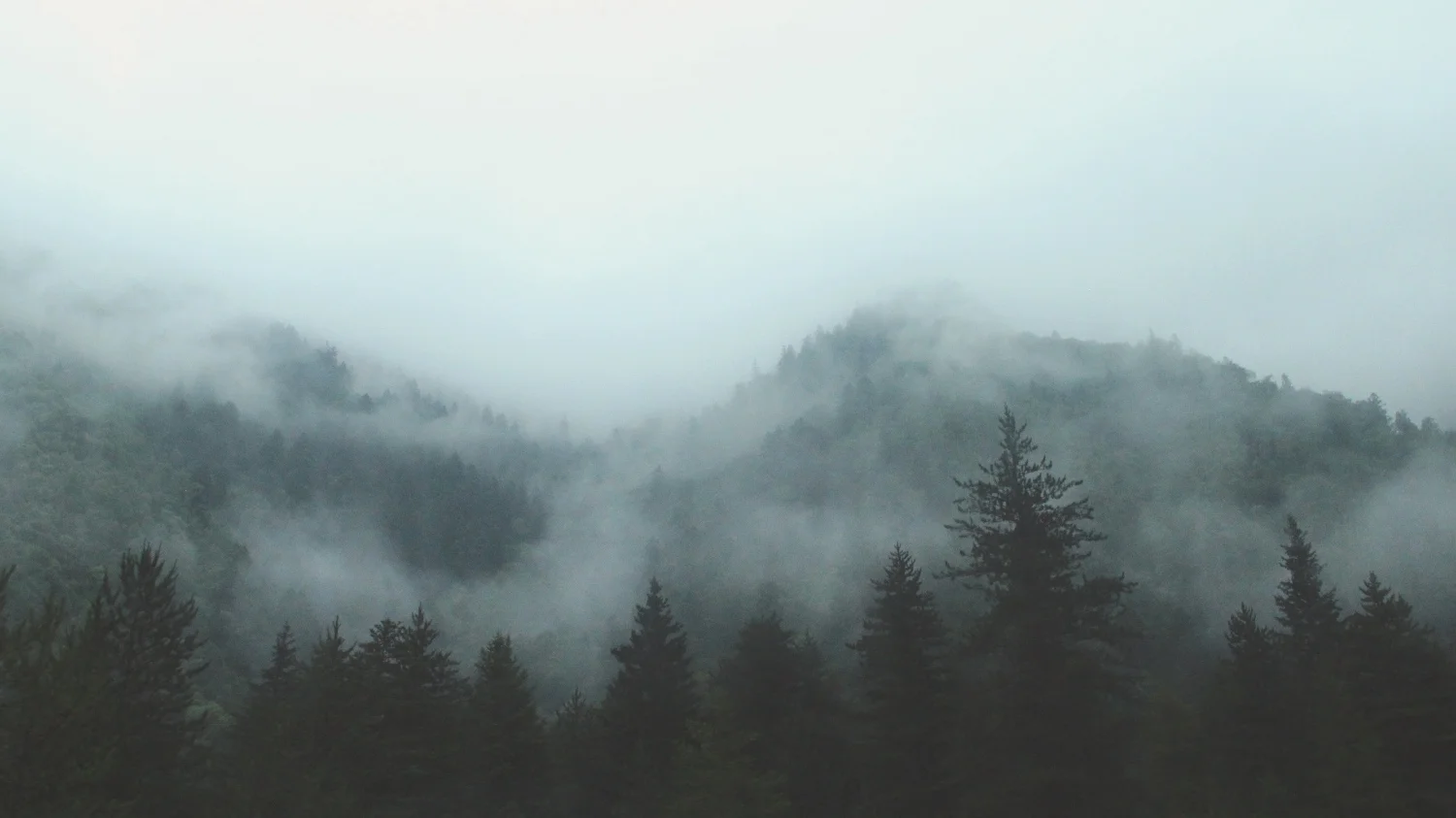 TREEMOUNTAINSYO-STS.jpg