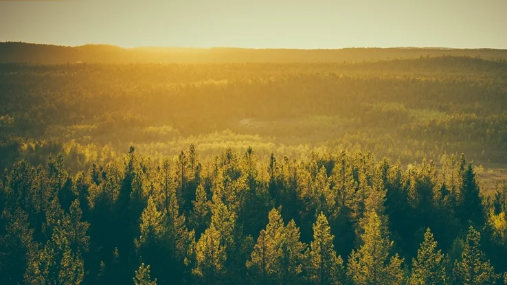 TREESFORDAYSYO-STS.jpg