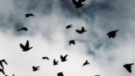 BLACKBIRDS-STS.png