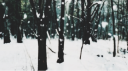 BLURRYTREESNOW-STS.png