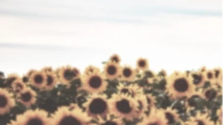 SUNFLOWERTIME-STS.jpg